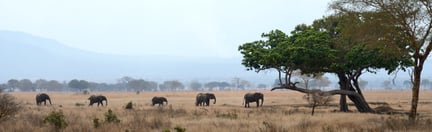 mikumi, elephants, tanzania, 