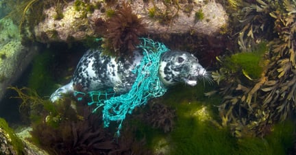 Ghost gear entangles countless marine animals every year