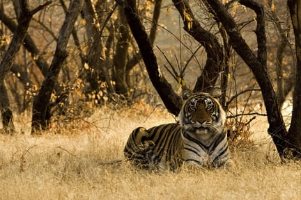 Caption: A wild tiger sitting on the dry grasses in a reserve in India. Credit: iStock. by Getty Images