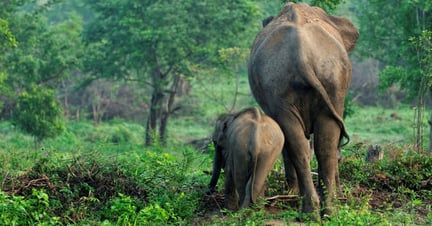 Wild asian elephants in Udawalawa National Park in Sri Lanka