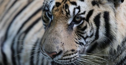 A tiger close up