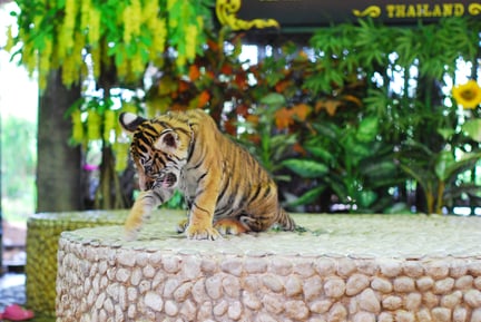 A tiger cub is chained for tourists to take photos with him.