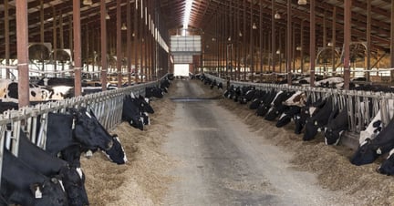 Cows | Intensive Animal Agriculture