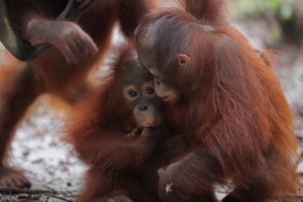 young orangutans in the wild
