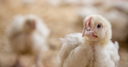 Tim Hortons and Burger King commit to improved chicken welfare