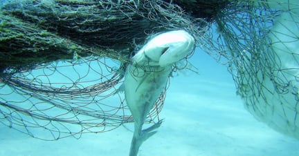 Fish caught in ghost gear