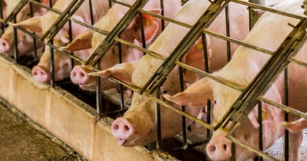 Pigs in cages on factory farm - Animals in farming - World Animal Protection