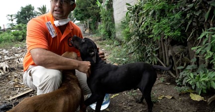 Volcán de Fuego update: meet the animals we’re helping