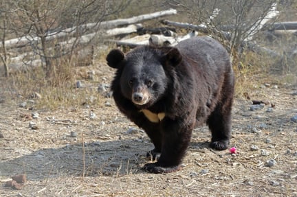 bear, Pakistan