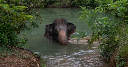 Jahn, a 32-year-old female elephant, in the water at Eco-tourism Koh Lanta 