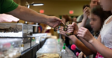 Pictured: Pythons handed to children at Repticon pet expo, Memphis.