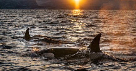 Wild Orcas surface at sunset - by Bart Van Meele