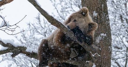 A bear in the snow at the Libearty sanctuary.