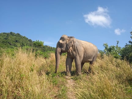 Elephant walking at the Following Giants sanctuary in Koh Lanta, Thailand