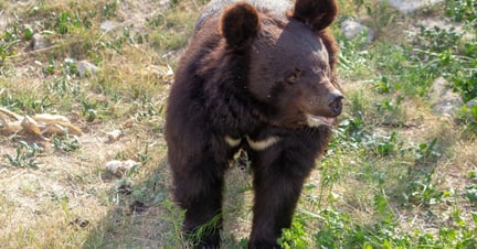 Pictured: A rescued bear at the Balkasar bear sanctuary