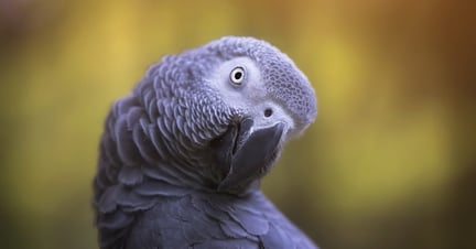 African grey parrot in the wild - World Animal Protection - Wildlife. Not pets