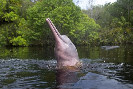 Help save pink river dolphins