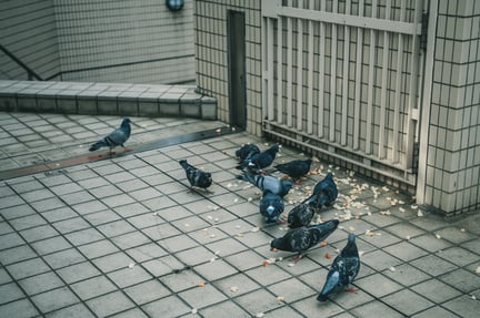 Pigeons, NYC