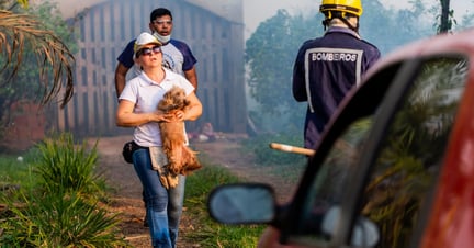 Dog being evacuated from a home in the Amazon rainforest close to a fire - World Animal Protection - Animals in disasters