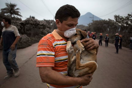 dog, Guatemala