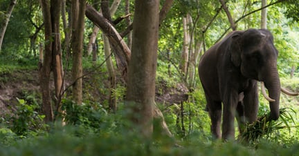 An elephant grazes at the happy valley elephant sanctuary in Thailand
