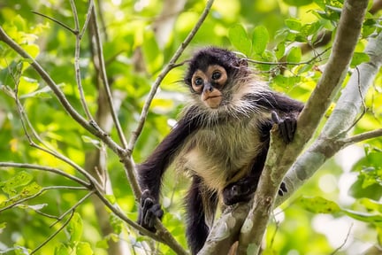 spider monkey in a tree