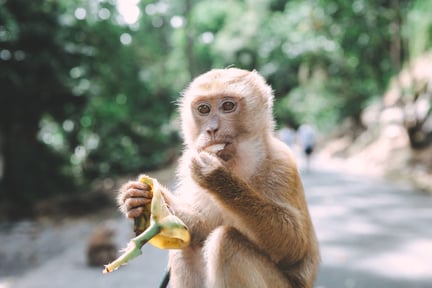 monkey eating a piece of fruit.