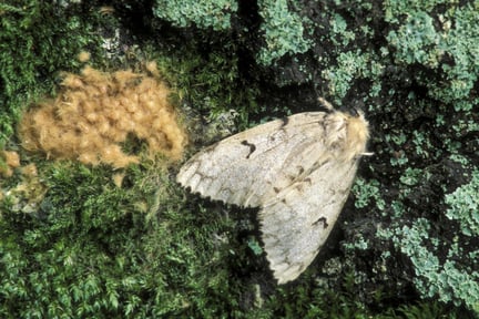 Lymantria dispar moth