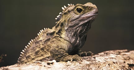 tuatara lizard on a branch