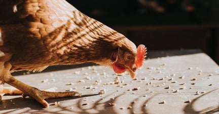 chicken pecking at food on ground