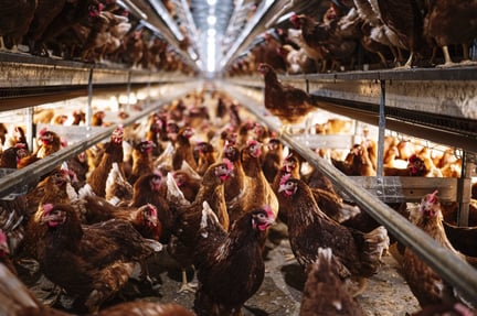 laying hens in a factory farm