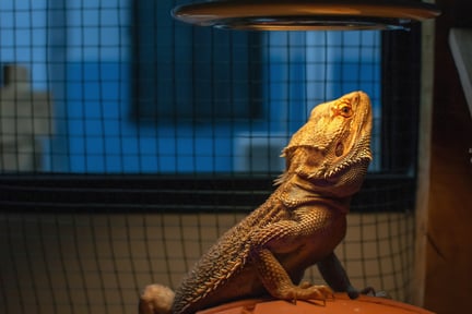 bearded dragon under a sun lamp in a cage