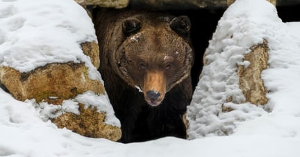bear hibernating in a cave