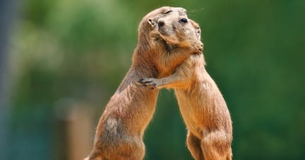two prairie dogs embracing