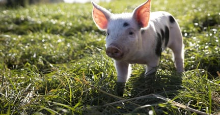 baby pig in a field
