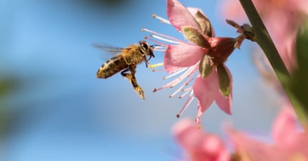 A bee flies up to a small pink flower.