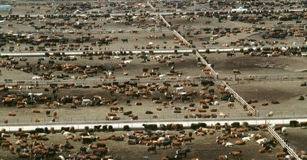 Aerial view of a cows.