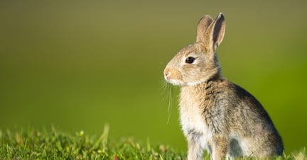 bunny rabbit sitting in the grass