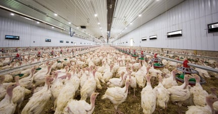 Turkeys on Factory Farms