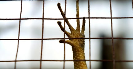 caged reptile's claw wrapped around cage wire