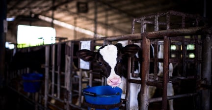 cow eating on factory farm