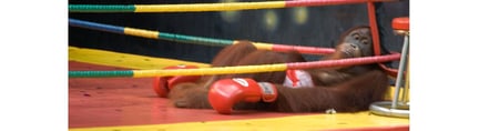 Orangutan in a boxing ring