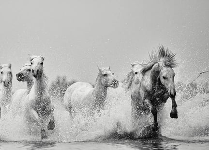 Ejaz Khan Earth Photography - Wild Horses - World Animal Protection