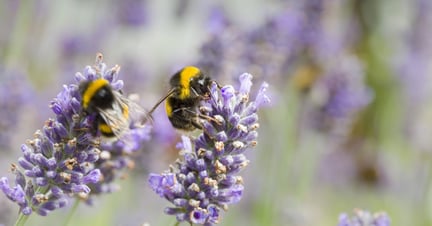 Two bumblebees on lavender flowers.
