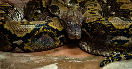 snake, ball python