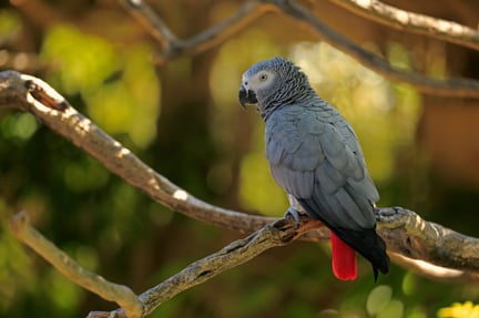 Wild African grey parrot - World Animal Protection - Wildlife. Not pets
