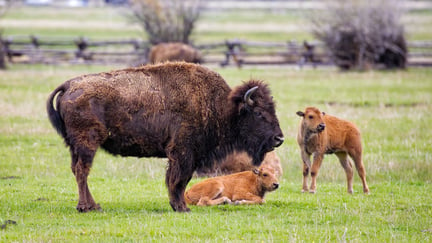 Bison and calves on field