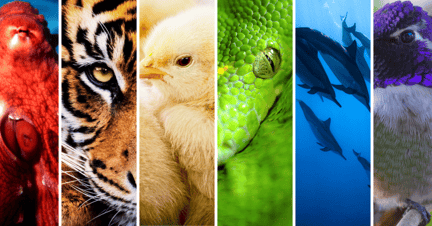an array of colorful animals