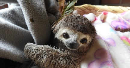A rescued sloth peeks out of a blanket.