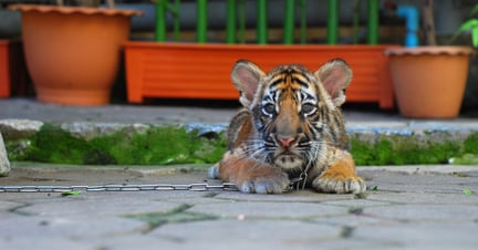 Young tiger chained at tourist attraction